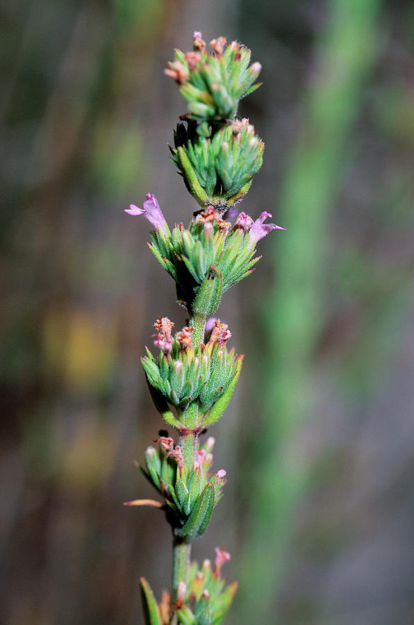 Micromeria Graeca By Bruno Petriglia Science Photo Library