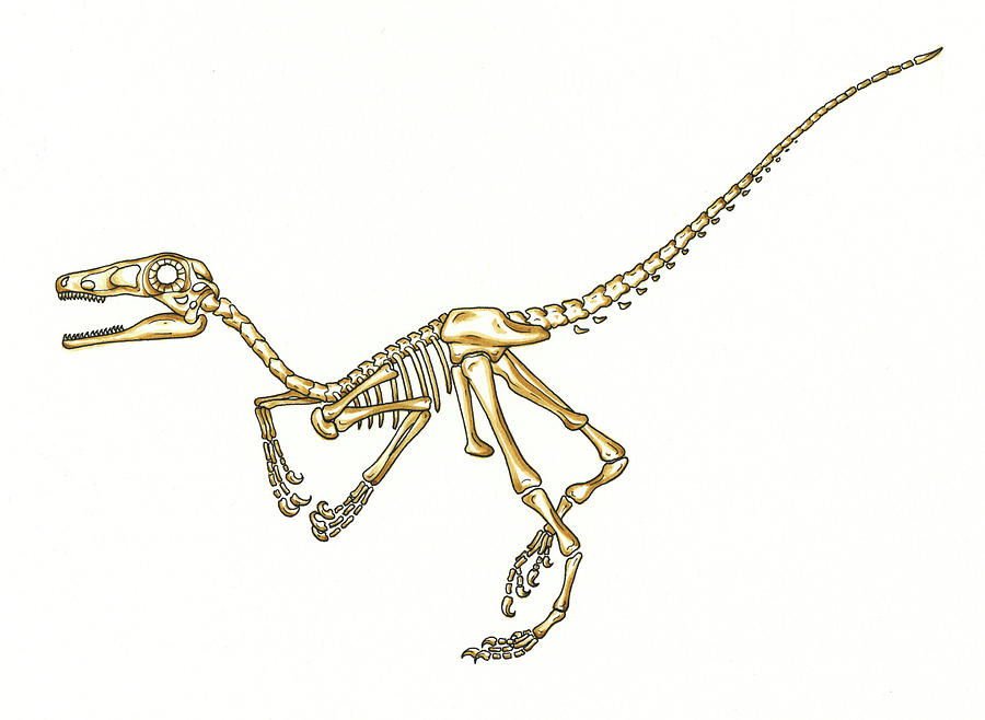 Microraptor Dinosaur Skeleton Photograph by Natural History Museum, London/science Photo Library