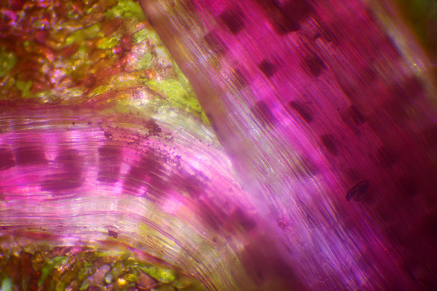 Microscope - Colorful Veg 1 Photograph by Afrison Ma
