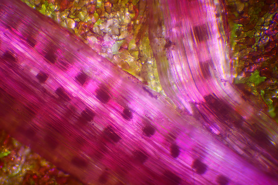 Microscope - Colorful Veg 2 Photograph by Afrison Ma