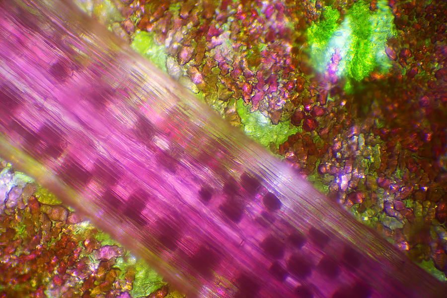 Microscope - Colorful Veg 3 Photograph by Afrison Ma