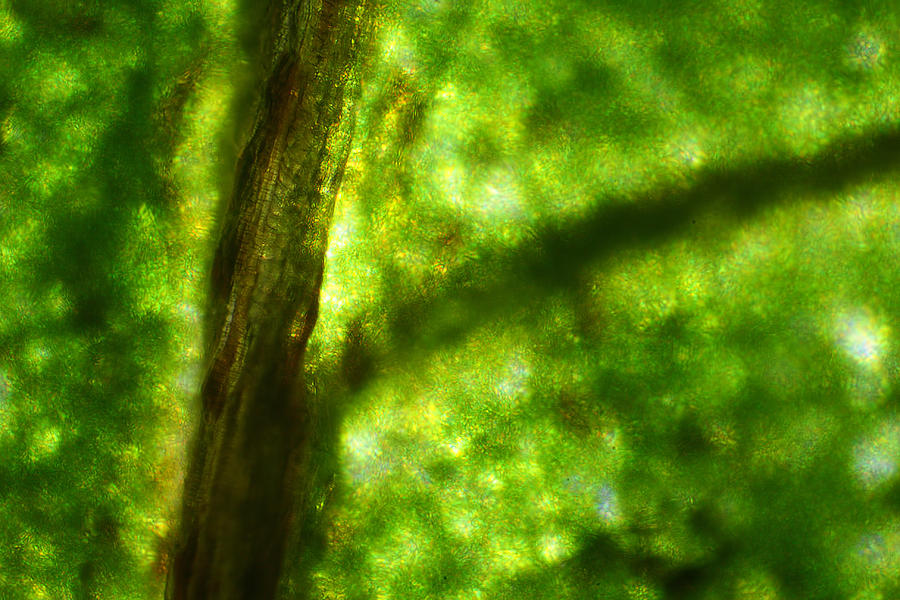 Microscope - Green Cell and Dried Vein 1 Photograph by Afrison Ma