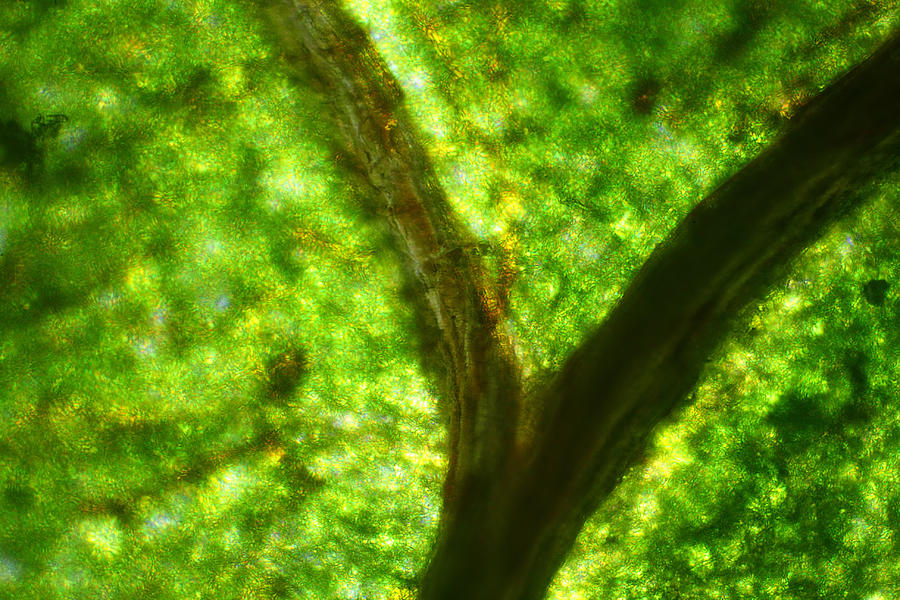 Microscope - Green Cell and Dried Vein 2 Photograph by Afrison Ma