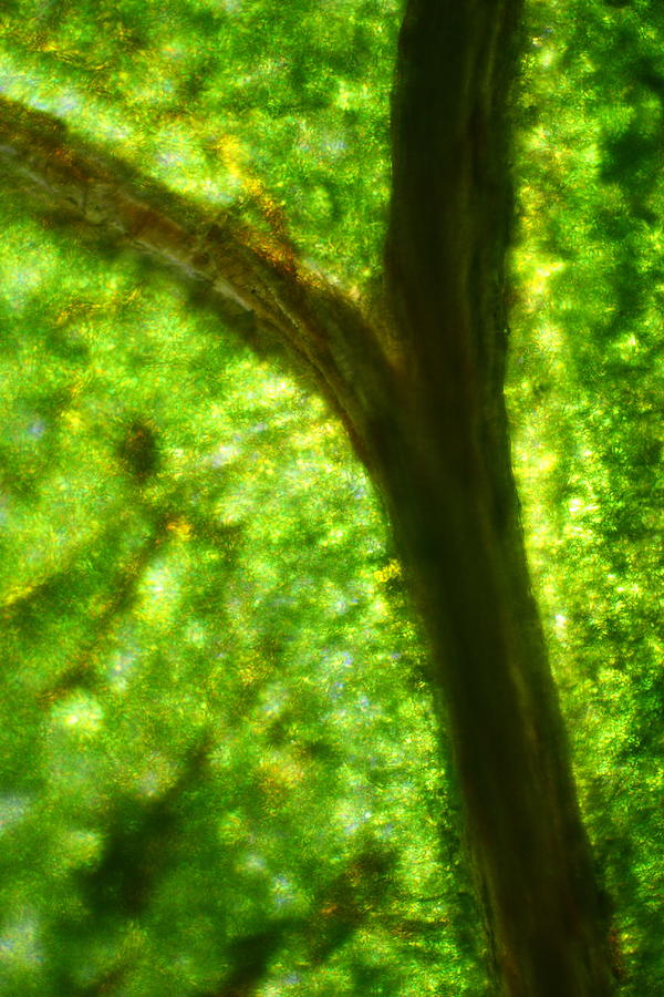 Microscope - Green Cell and Dried Vein 4 Photograph by Afrison Ma
