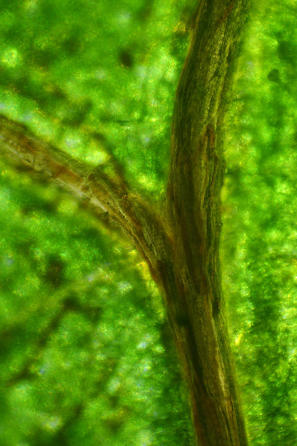 Microscope - Green Cell and Dried Vein 5 Photograph by Afrison Ma