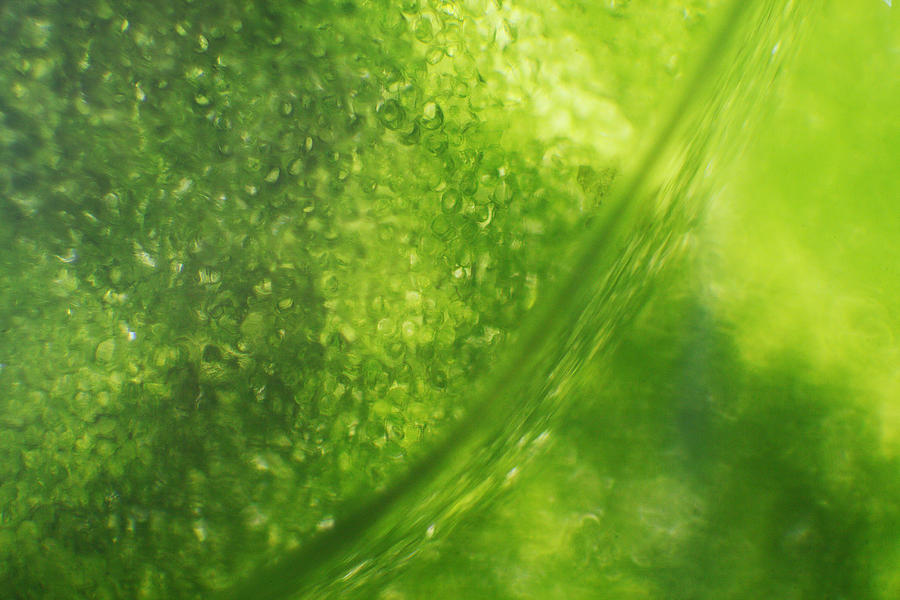 Microscope - Leaf and Bubble 1 Photograph by Afrison Ma