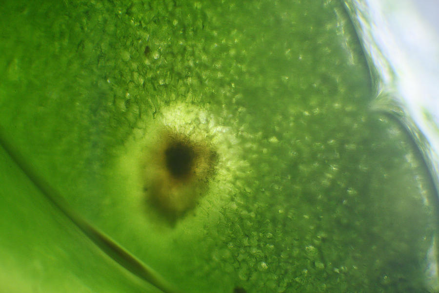 Microscope - Leaf and Bubble 3 Photograph by Afrison Ma