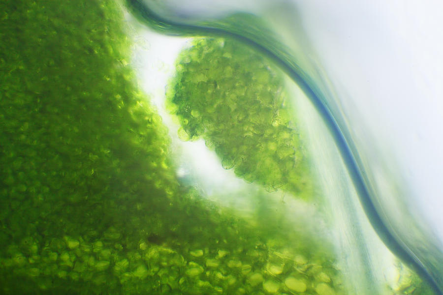 Microscope - Leaf and Bubble 4 Photograph by Afrison Ma