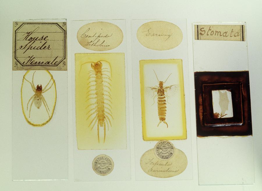 Microscope Slides Photograph by Science Photo Library