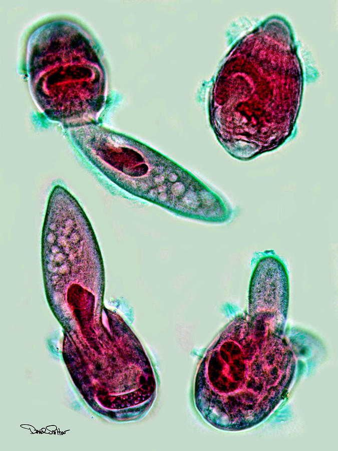 Microbes Photograph - Microscopic Predation by David Salter