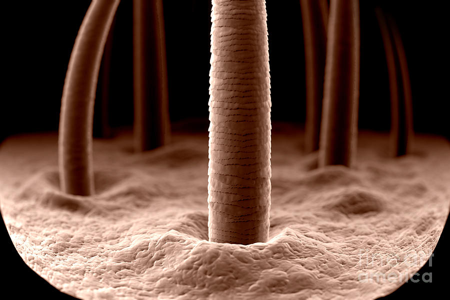 Из чего состоит волос человека под микроскопом