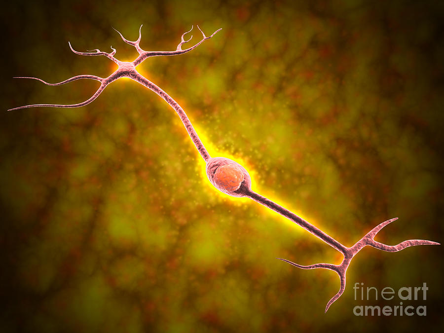 Microscopic View Of A Bipolar Neuron Digital Art by Stocktrek Images
