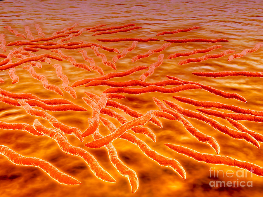 Microscopic View Of A Group Of Borrelia Digital Art by Stocktrek Images