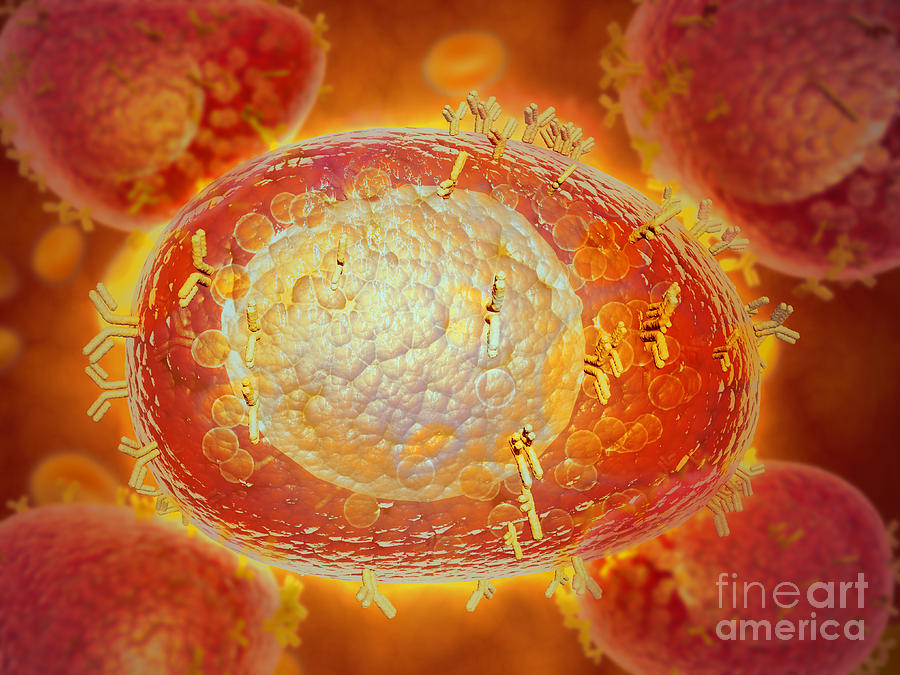 Microscopic View Of A Mast Cell Found Digital Art by Stocktrek Images