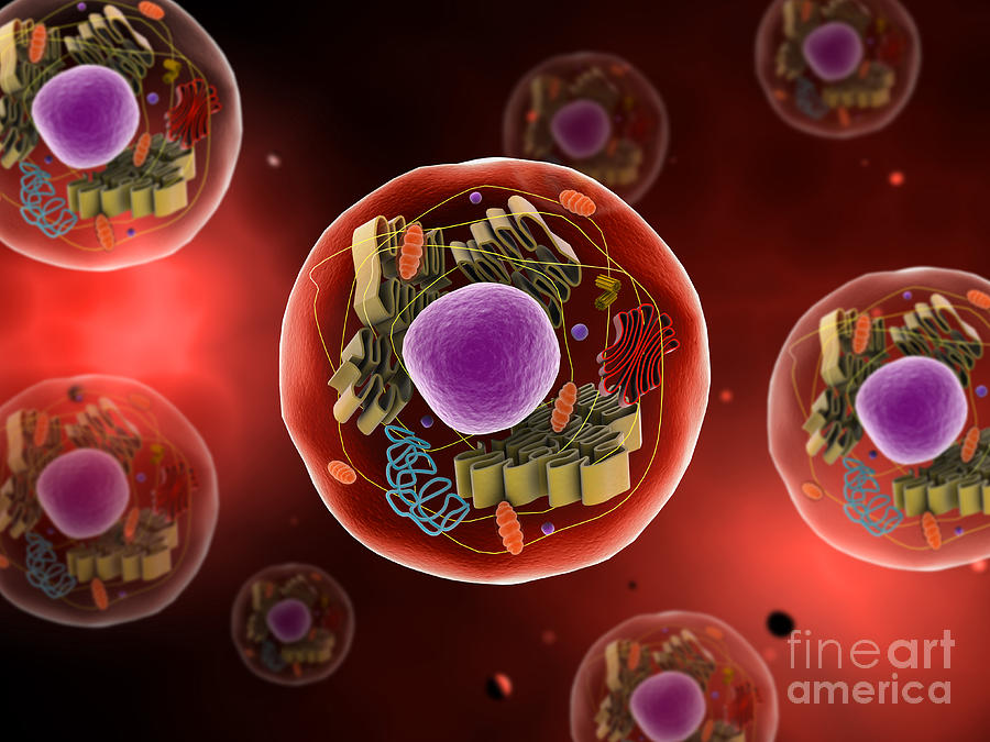 Microscopic View Of Animal Cell Digital Art by Stocktrek Images - Pixels