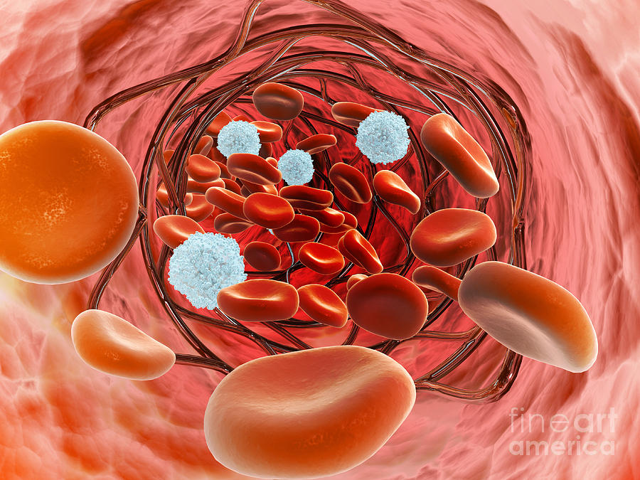 Microscopic View Of Blood Flow Digital Art by Stocktrek Images
