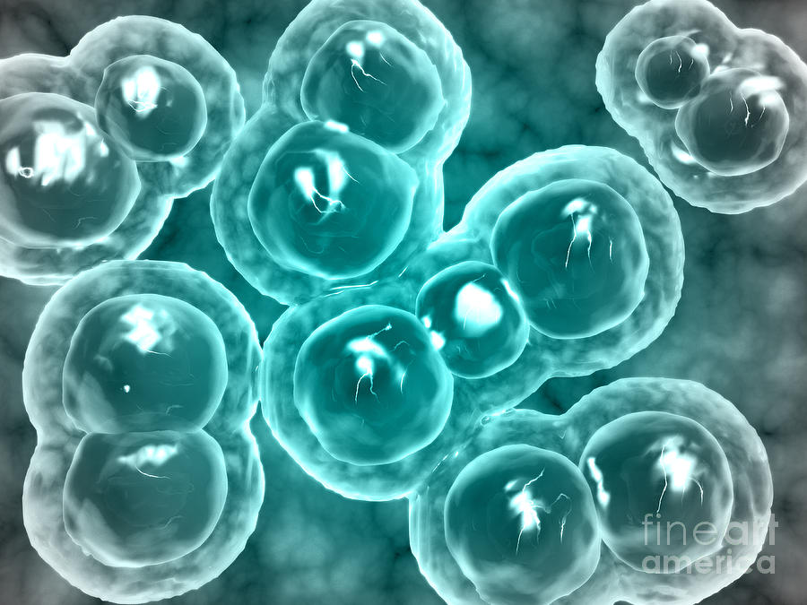 Microscopic View Of Chlamydia Digital Art by Stocktrek Images