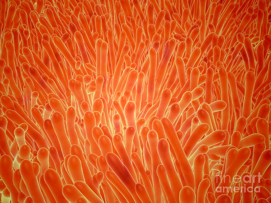 Microscopic View Of Intestinal Villi Digital Art by Stocktrek Images