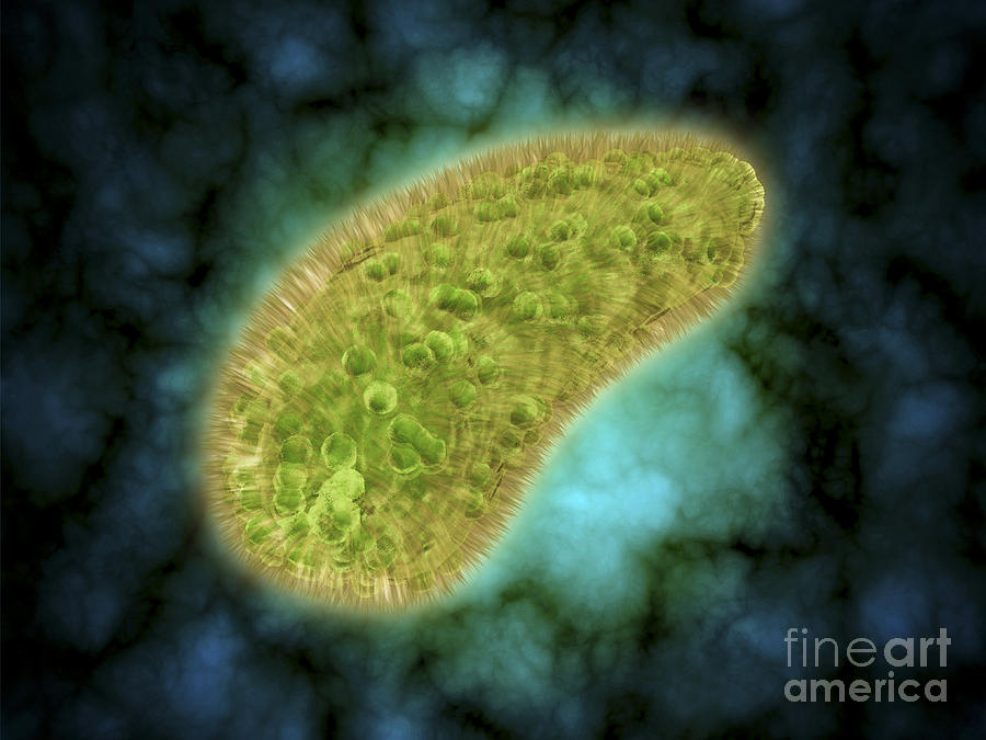 Microscopic View Of Paramecium Bursaria Digital Art by Stocktrek Images