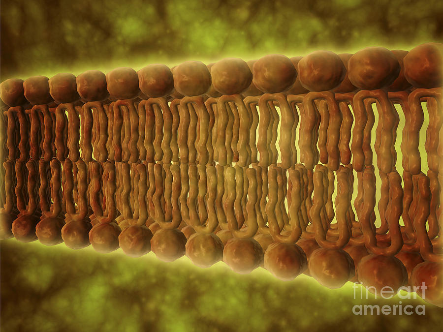 Abstract Digital Art - Microscopic View Of Phospholipids by Stocktrek Images