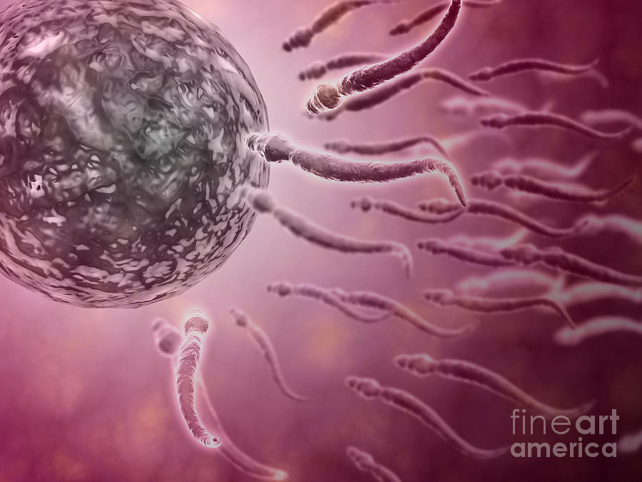 Microscopic View Of Sperm Swimming Digital Art by Stocktrek Images