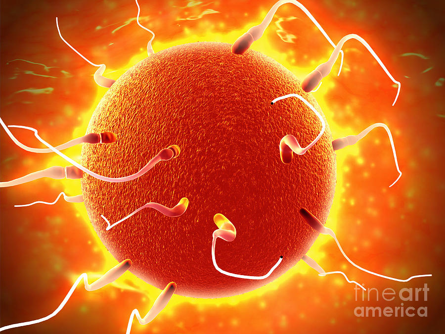Microscopic View Of Sperm Traveling Digital Art by Stocktrek Images
