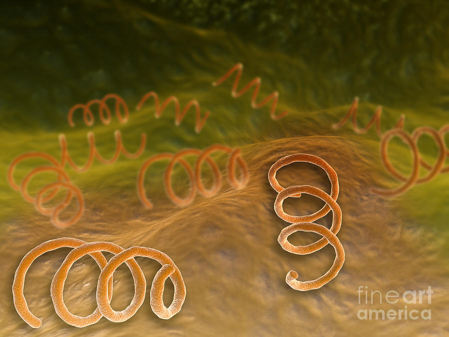 Microscopic View Of Syphillis Digital Art by Stocktrek Images