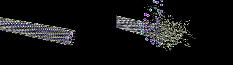Microtubule Disassembly Photograph by Anatomical Travelogue