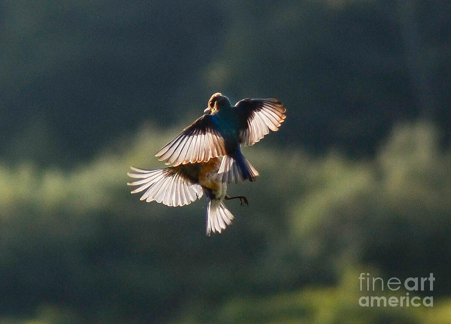 Mid Air Bluebirds Photograph by Amy Porter