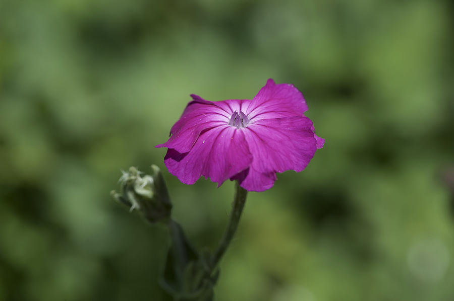 Mid-summer Bloom Photograph by Dan Hefle