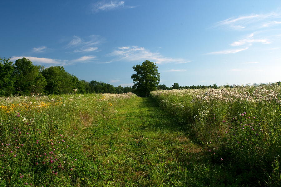 Mid Summer Ohio Landscape Photograph by Amanda Kiplinger
