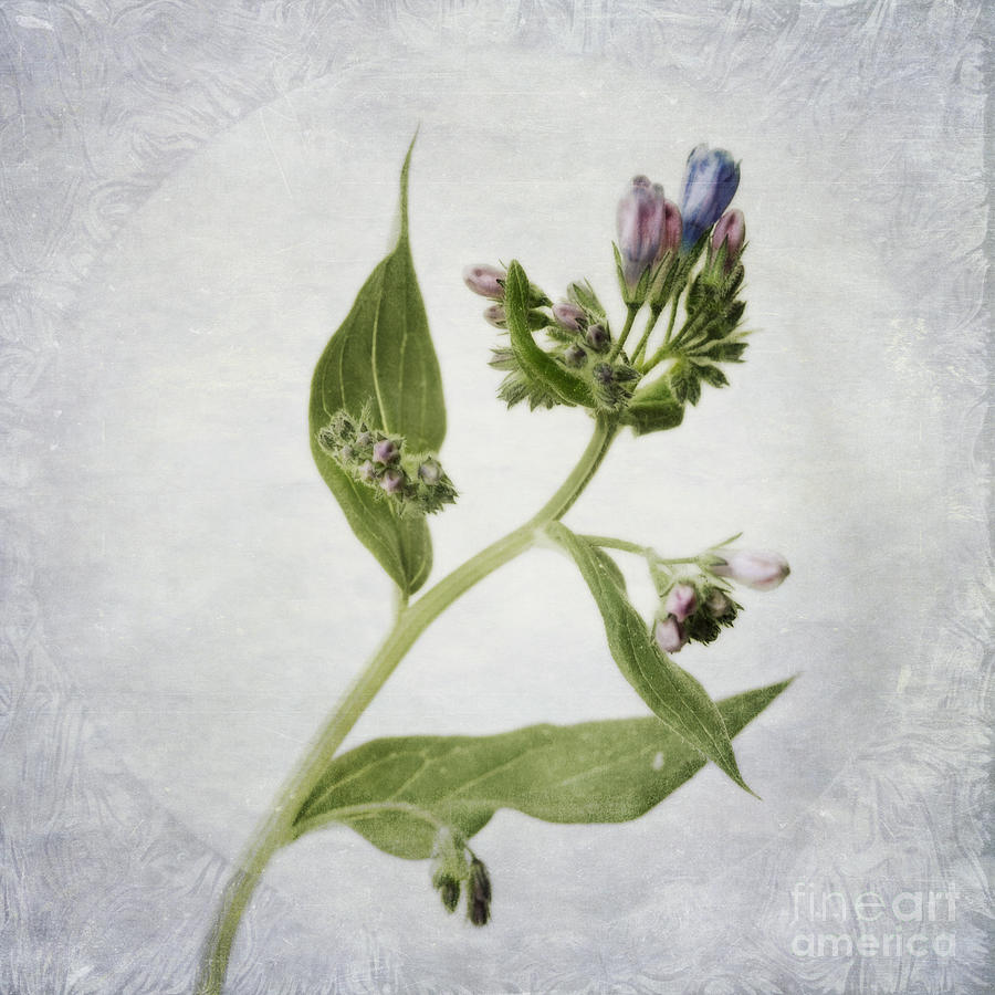 Flower Photograph - Mid Summer Scent by Priska Wettstein