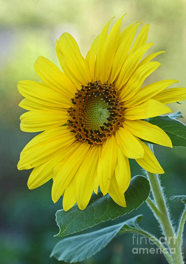 Mid Summers Day Photograph by Wendy Mallaber - Fine Art America