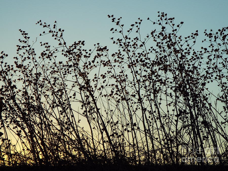 Mid Winter Silhouette Photograph by Caryl J Bohn