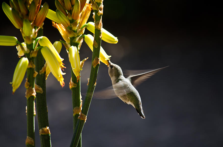 Hummingbird Photograph - Midday Snack by Swift Family Hummingbird Photograph - Midday Snack by Swift Family