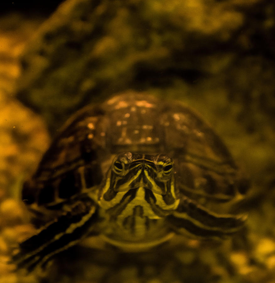 Middle aged normal pacifist turtle Photograph by Lisa Brandel - Fine ...