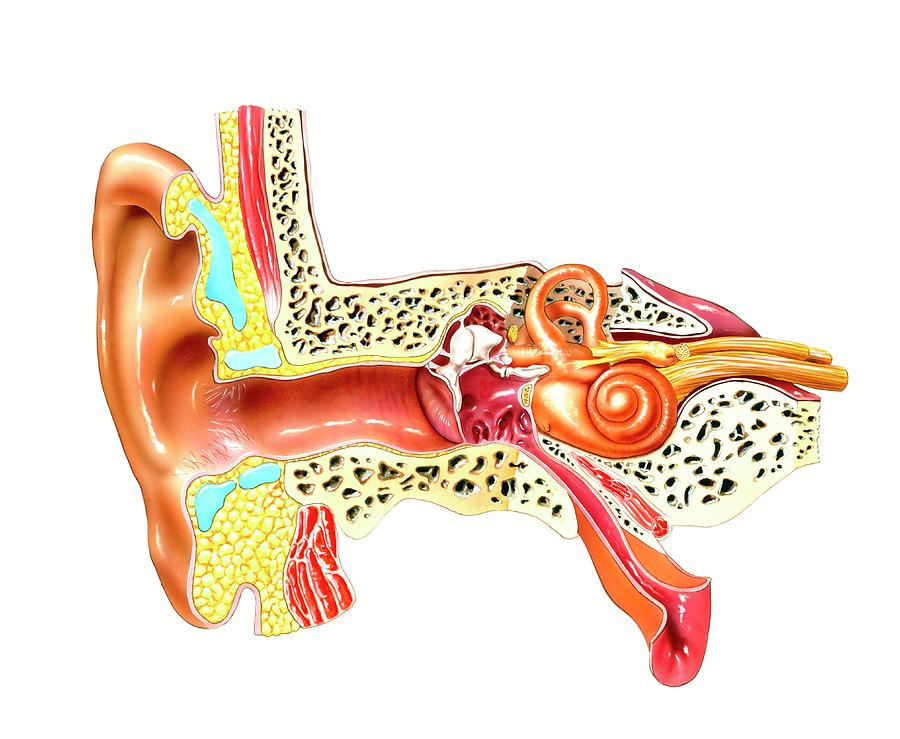 Middle And Inner Ear Photograph by Bo Veisland, Mi&i/science Photo Library