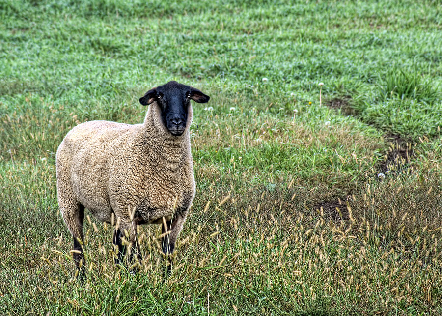 Black Faced Sheep Photograph - Middle Child - Blackfaced Sheep by Nikolyn McDonald Black Faced Sheep Photograph - Middle Child - Blackfaced Sheep by Nikolyn McDonald