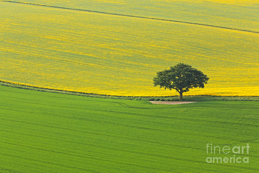 Tree Photograph - Middle Ground by Richard Thomas