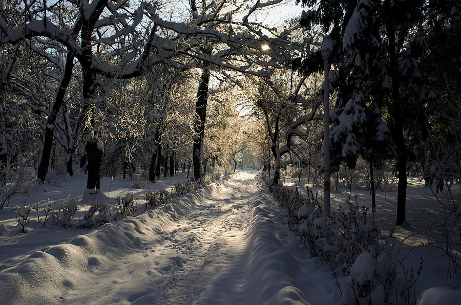 Winter Photograph - Middle of december by Vlad Costras