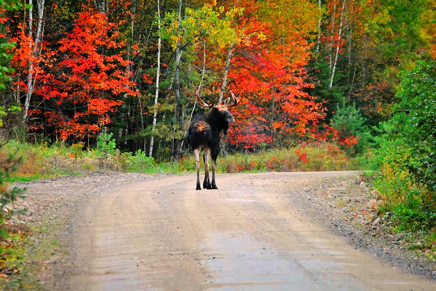 Moose Photograph - Middle of the Road by Cassandra Larcombe
