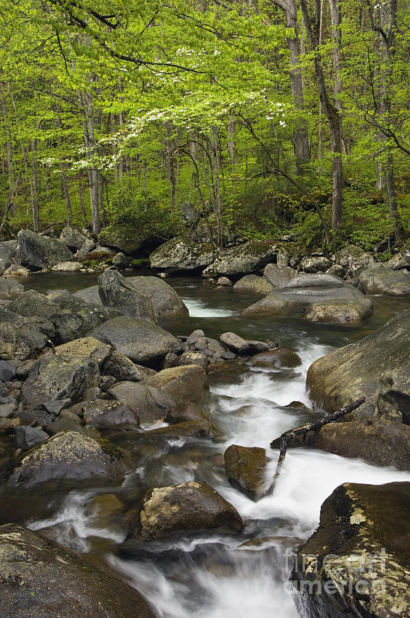 Middle Prong of the Little Pigeon River 2 - D008438 Photograph by Daniel Dempster