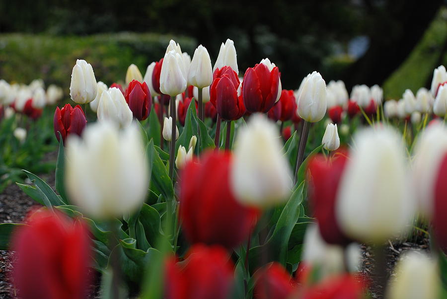 Middle Tulips Photograph by Kathy Paynter