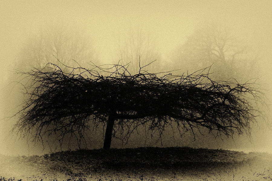 Winter Photograph - Middlethorpe Tree In Fog Antique Yellow by Tony Grider