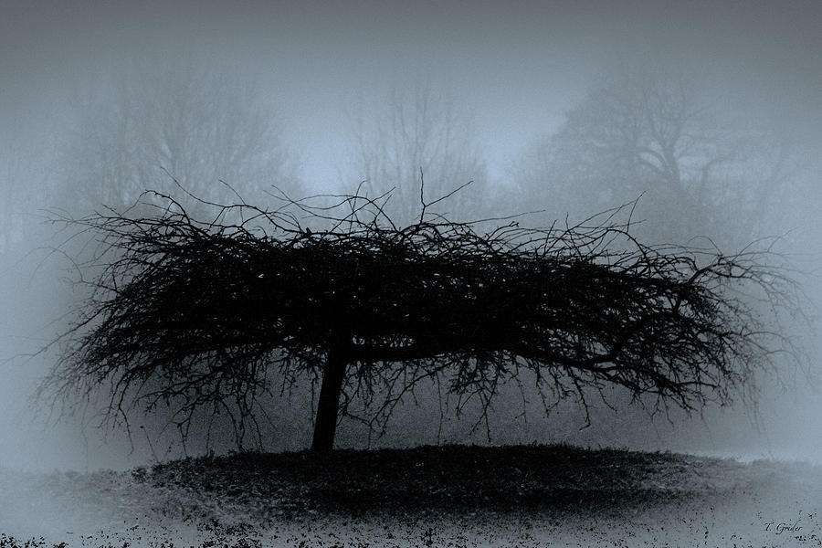Middlethorpe Tree In Fog Blue Photograph by Tony Grider