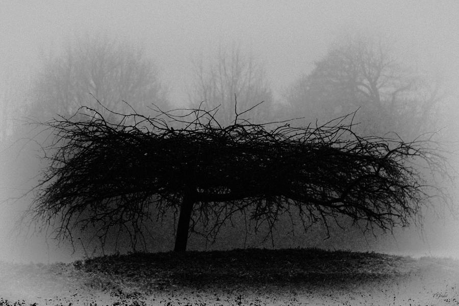 Winter Photograph - Middlethorpe Tree In Fog Bw by Tony Grider