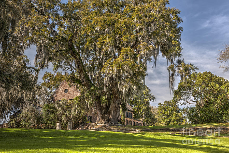 Historic Middleton Place  Photograph by Dale Powell