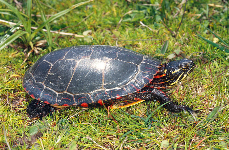 Midland Painted Turtle Photograph by John Mitchell - Pixels