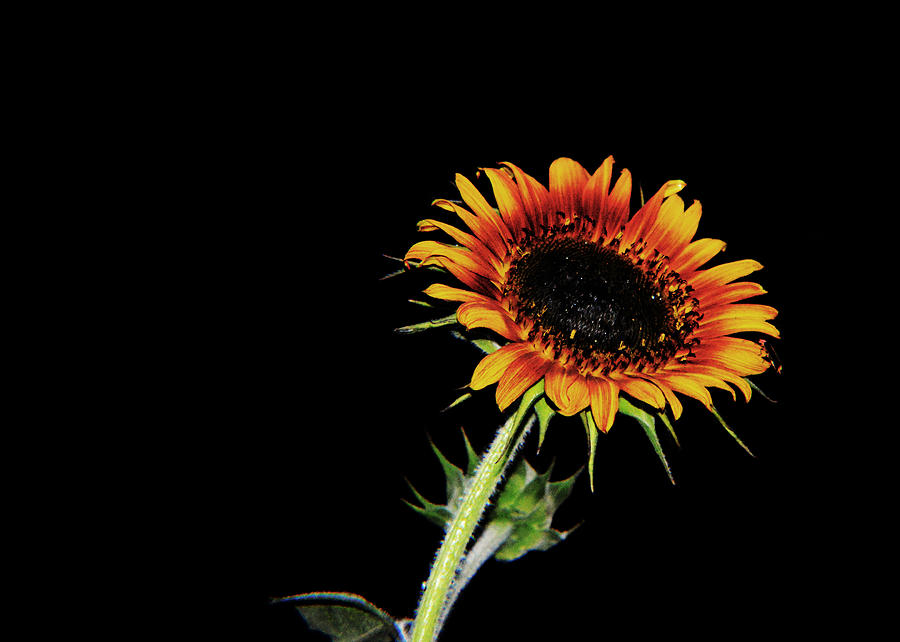 Sunflower Photograph - Midnight Beauty by Tina M Wenger
