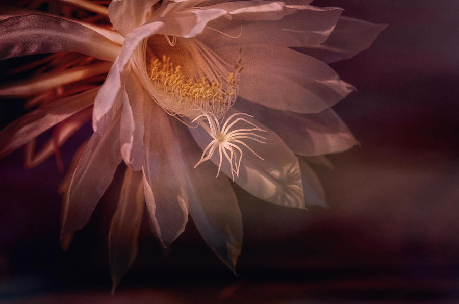 Flower Photograph - Midnight Bloomer by Sue Capuano